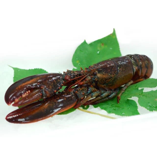 【築地一番鮮】加拿大生凍波士頓龍蝦2隻(650g/隻)