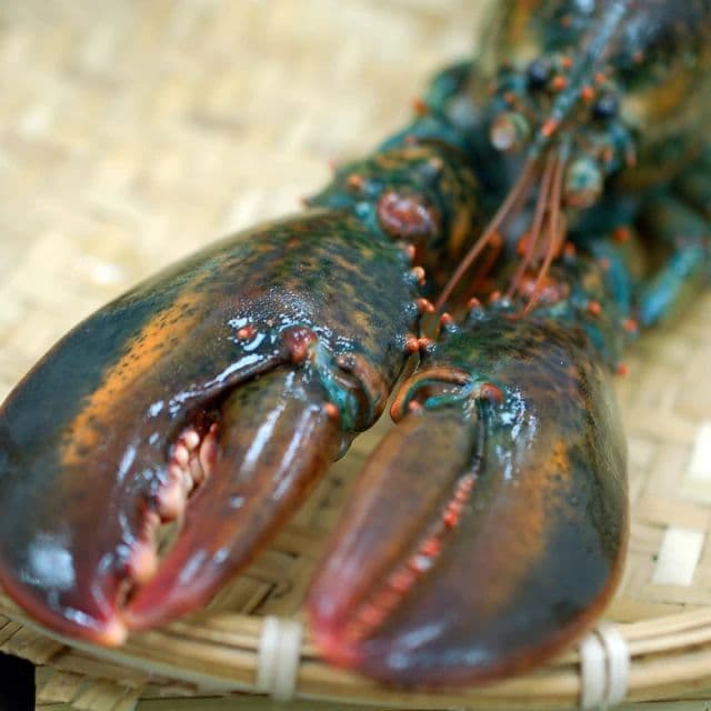 【築地一番鮮】高壓加拿大生凍龍蝦2隻(650g/隻)