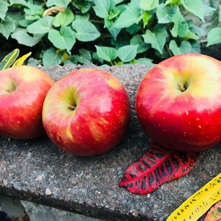 【水果達人】美國富士蘋果64顆原封箱x1箱(300g±10%/顆)