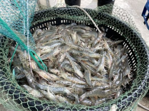 【一夫水產】海水晶晶蝦(L)－12入組（200g/7-10尾/入）