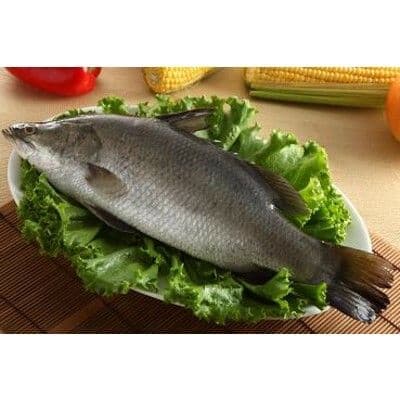 【全國漁會】金目鱸魚500g(8入)