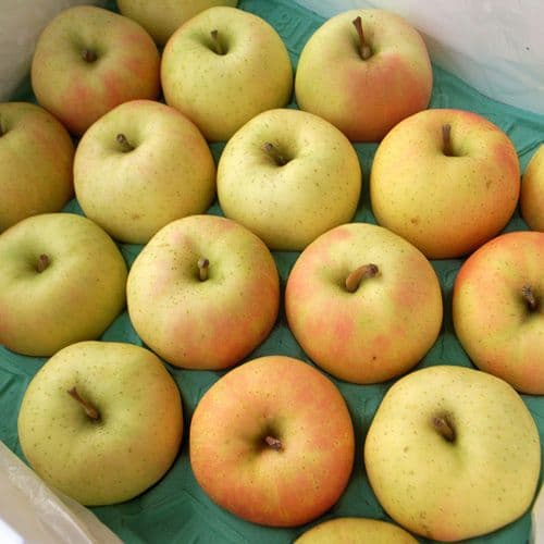 【築地一番鮮】日本青森TOKI水蜜桃蘋果禮盒1盒(10顆/盒/2.5kg)常溫配送