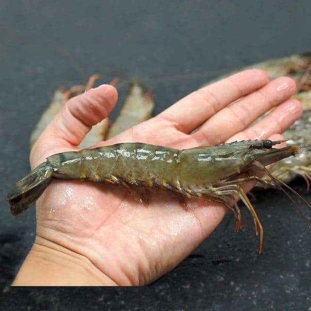 【築地一番鮮】馬來粗放草蝦8尾x5盒(250g/盒)