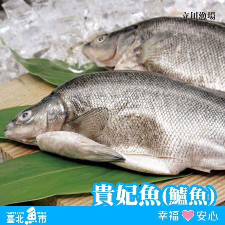 【臺北魚市】貴妃魚500g*3包