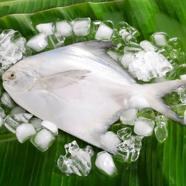 【華得水產】鮮嫩野生白鯧魚8尾組(400-480G/尾)