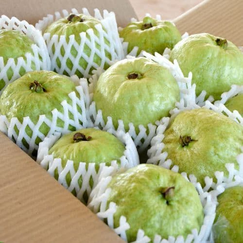 【一起買水果】(常溫預購)南投有機珍珠芭樂4.8公斤/箱 (約8台斤)  ※7個工作日內出貨