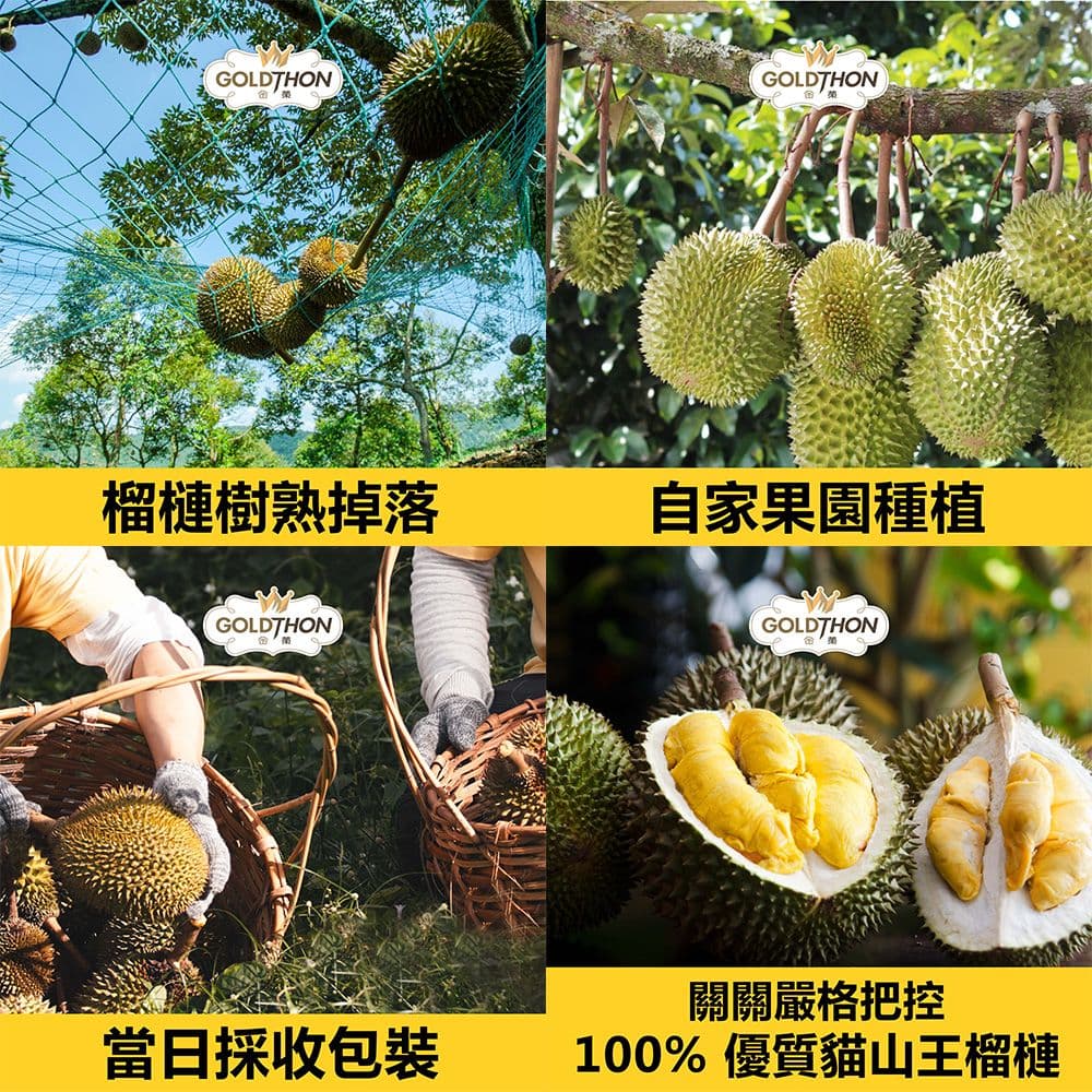 【Gold Thon】貓山王榴槤盒裝果肉 400公克/免運組/馬來西亞國寶榴槤