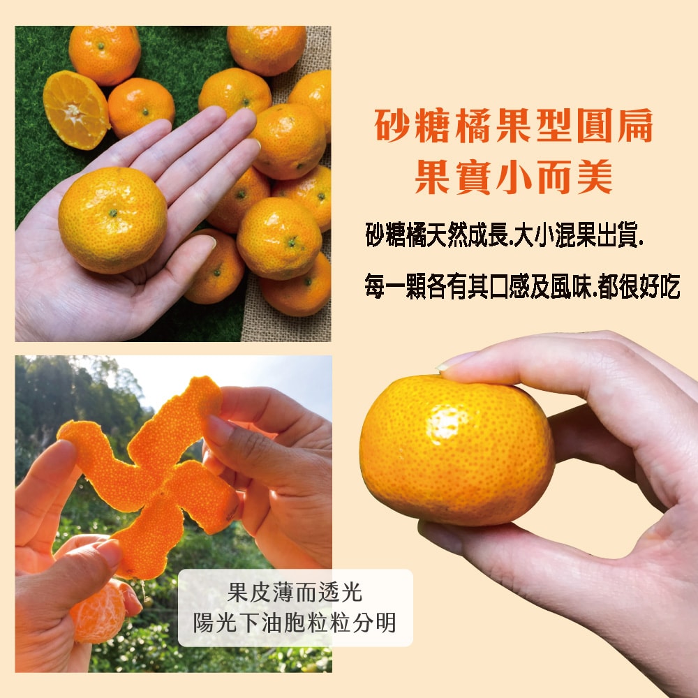 【初品果】【預購】拉拉山黃金砂糖橘禮盒3斤x1盒_12/15開始採收陸續出貨