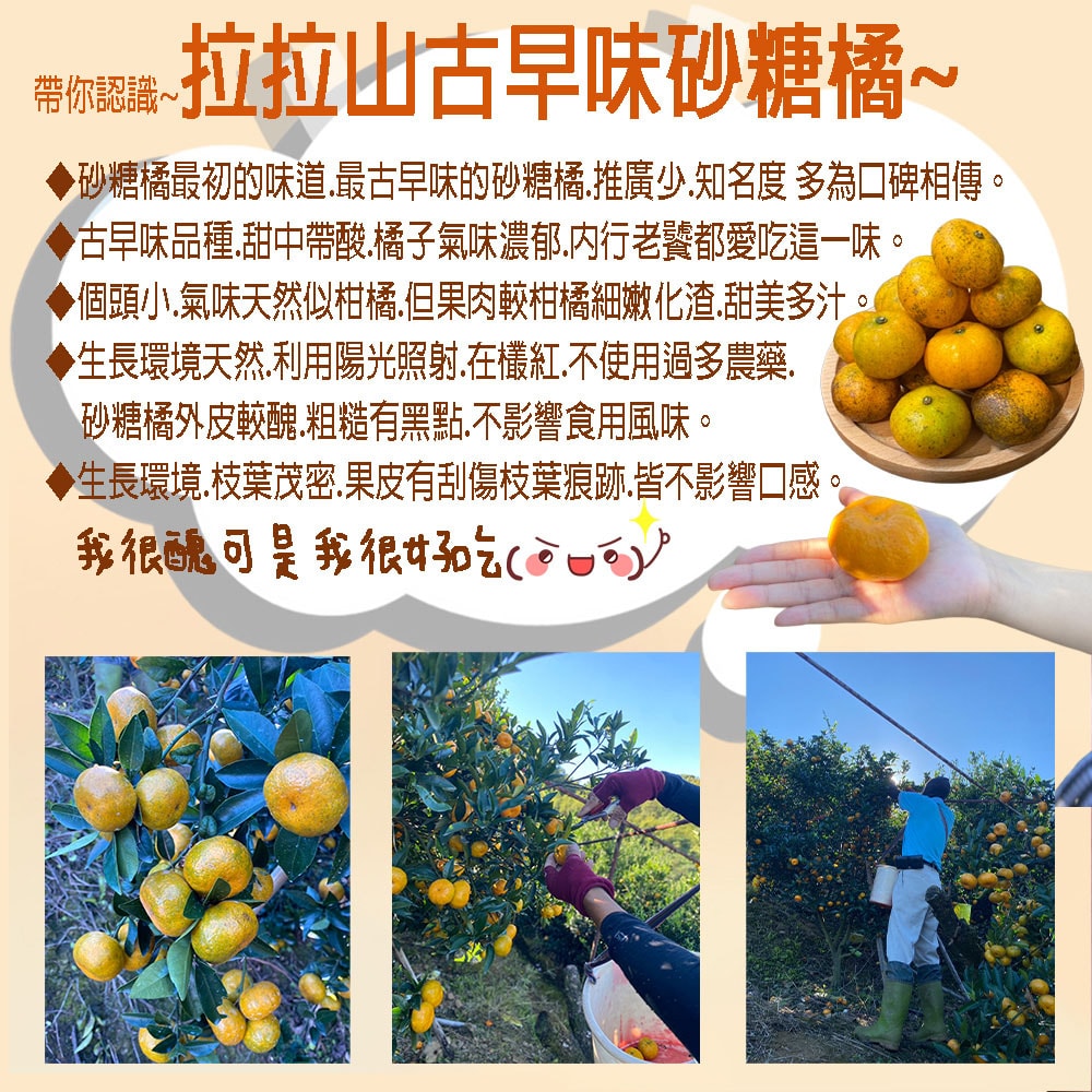 【初品果】【預購】拉拉山黃金砂糖橘禮盒3斤x1盒_12/15開始採收陸續出貨