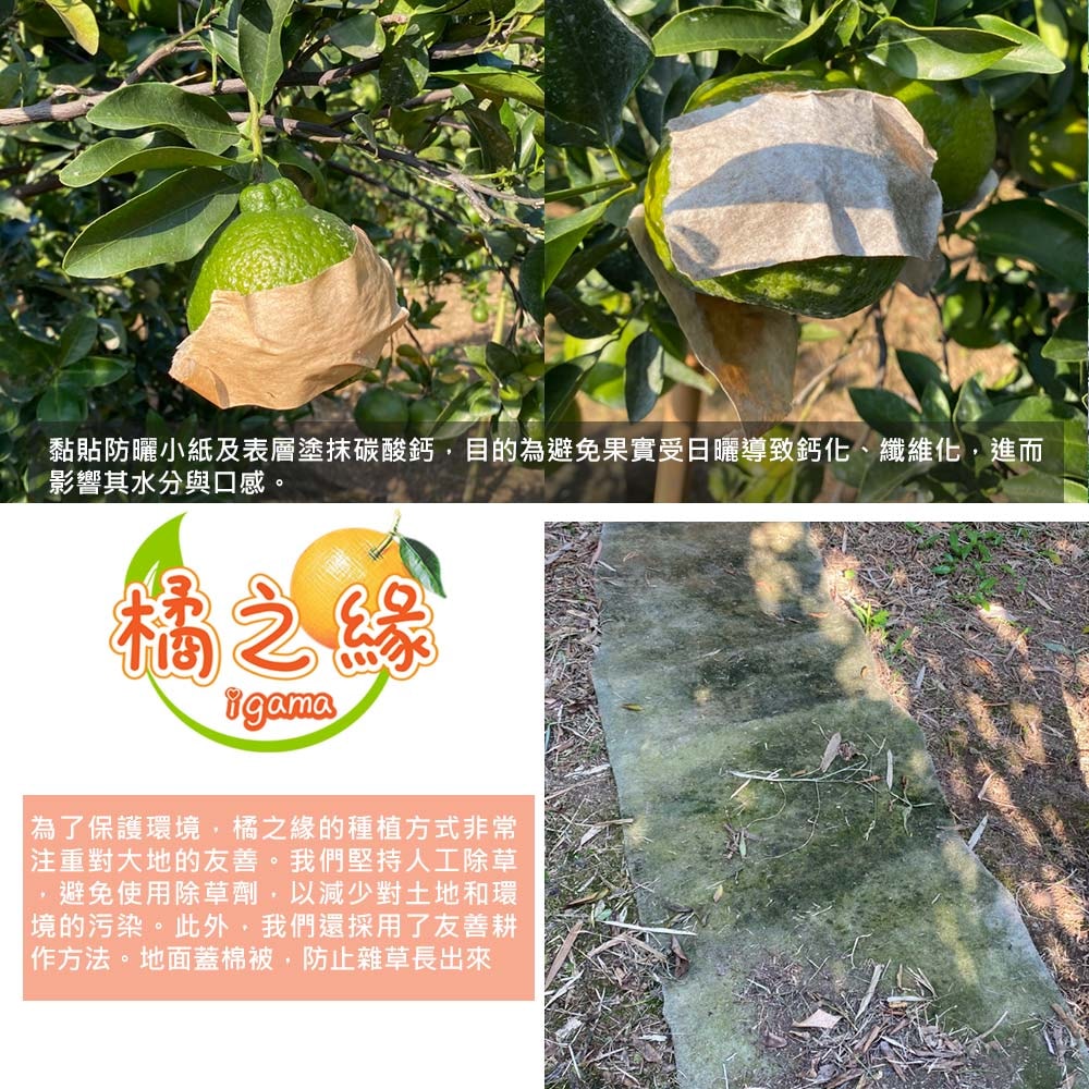 【橘之緣】預購 台中東勢椪柑橘子9台斤禮盒x1箱(27A等級_約21~23顆/箱_產地直送_常溫宅配)，下訂後5個工作天內出貨