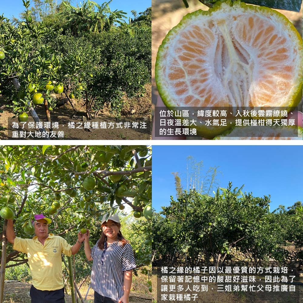 【橘之緣】預購 台中東勢椪柑橘子9台斤禮盒x1箱(27A等級_約21~23顆/箱_產地直送_常溫宅配)，下訂後5個工作天內出貨