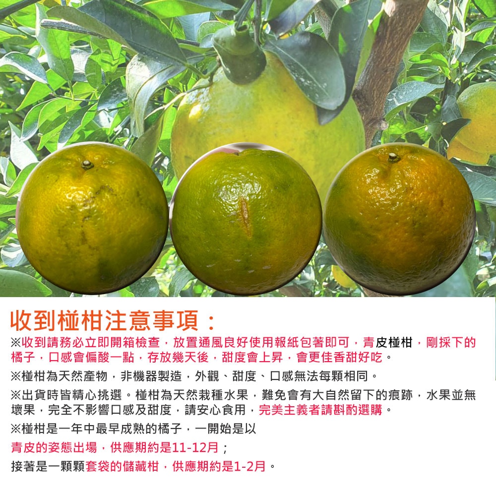 【橘之緣】預購 台中東勢椪柑橘子9台斤禮盒x1箱(27A等級_約21~23顆/箱_產地直送_常溫宅配)，下訂後5個工作天內出貨