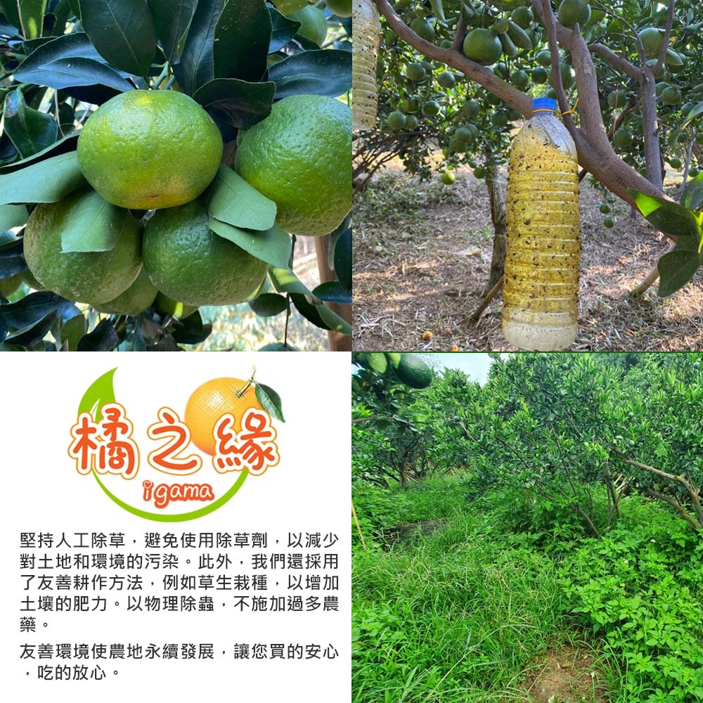 【橘之緣】預購 台中東勢椪柑橘子9台斤禮盒x1箱(27A等級_約21~23顆/箱_產地直送_常溫宅配)，下訂後5個工作天內出貨