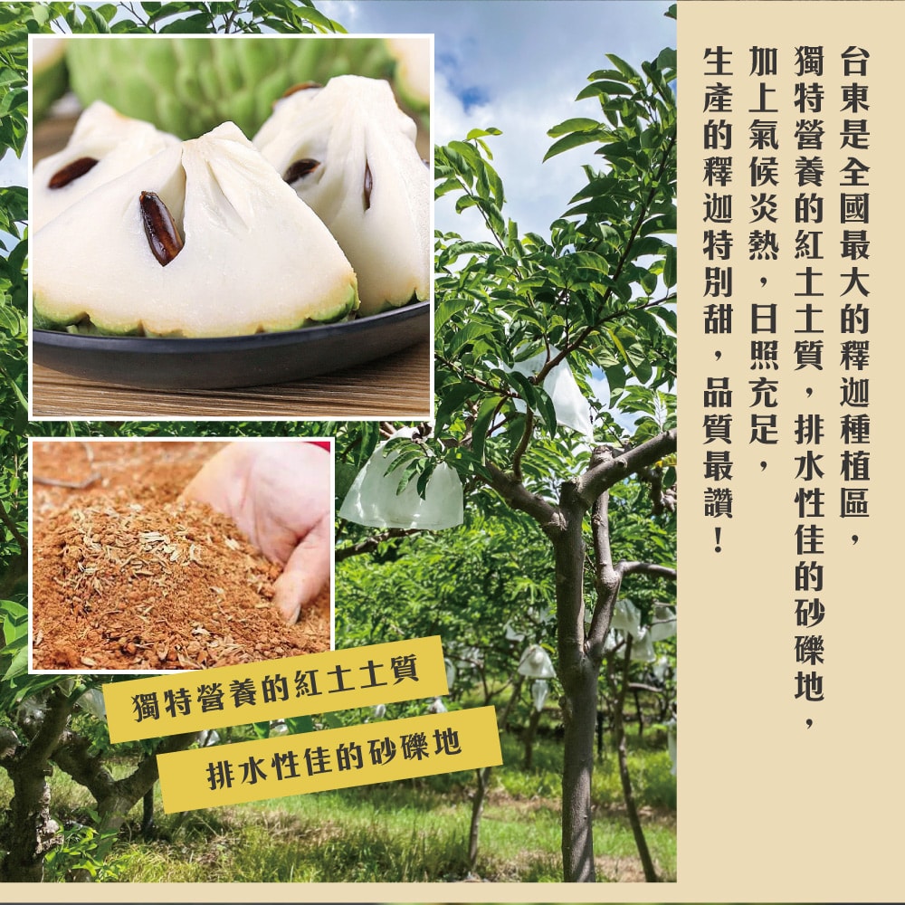 【初品果】台東知本鳳梨釋迦禮盒含箱重10斤x2箱_1/10開始陸續出貨.周五-周日及例假日前一天不出貨