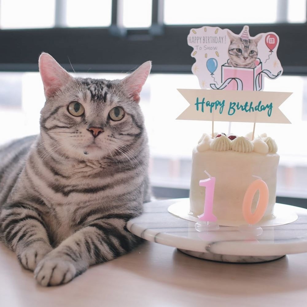 【汪事如意】親親小寶貝 莓果雞_650g|寵物生日蛋糕