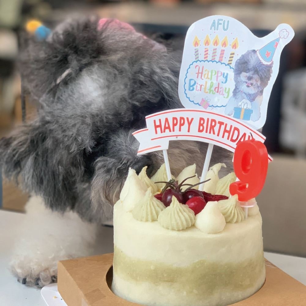 【汪事如意】親親小寶貝 莓果雞_650g|寵物生日蛋糕