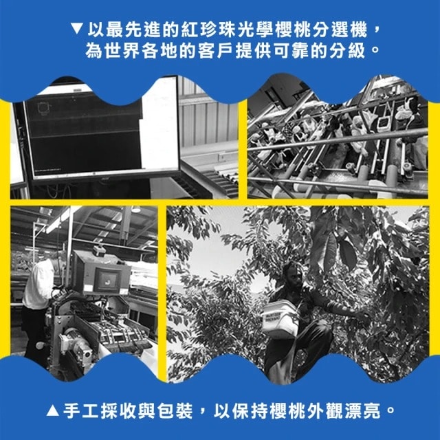 【甜露露】紐西蘭牽牛花櫻桃30mm 1kg x1盒(1kg±10%分裝)