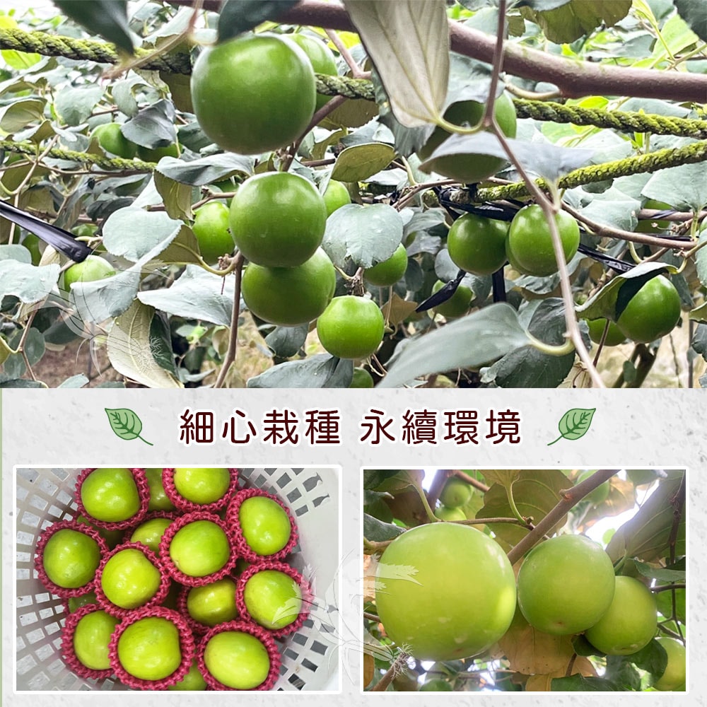 【禾鴻】燕巢頂級雪麗蜜棗禮盒20入裝x1盒(單顆3.4-3.9兩)