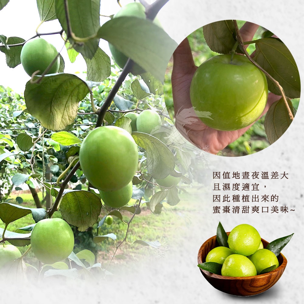 【禾鴻】燕巢頂級雪麗蜜棗禮盒20入裝x1盒(單顆3.4-3.9兩)