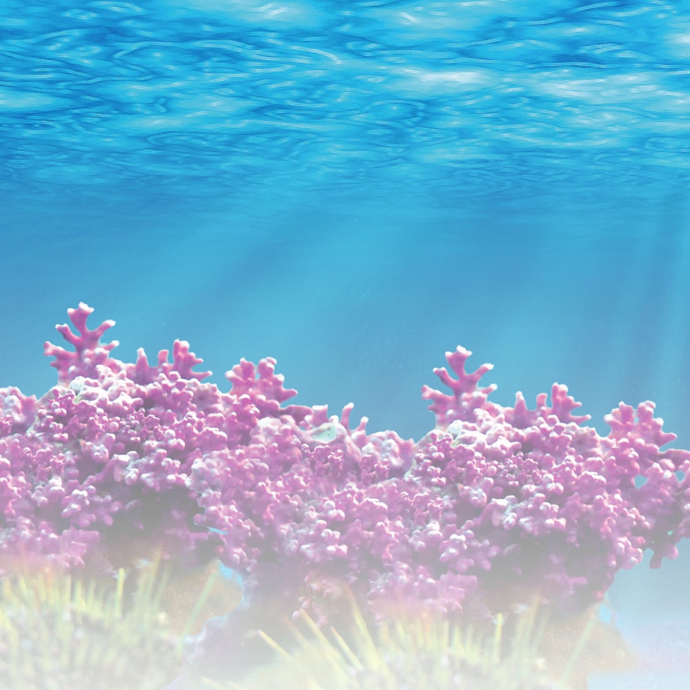 【聖德科斯鮮選】統健-海洋鎂鈣隨身包 (60包/盒*二盒組)