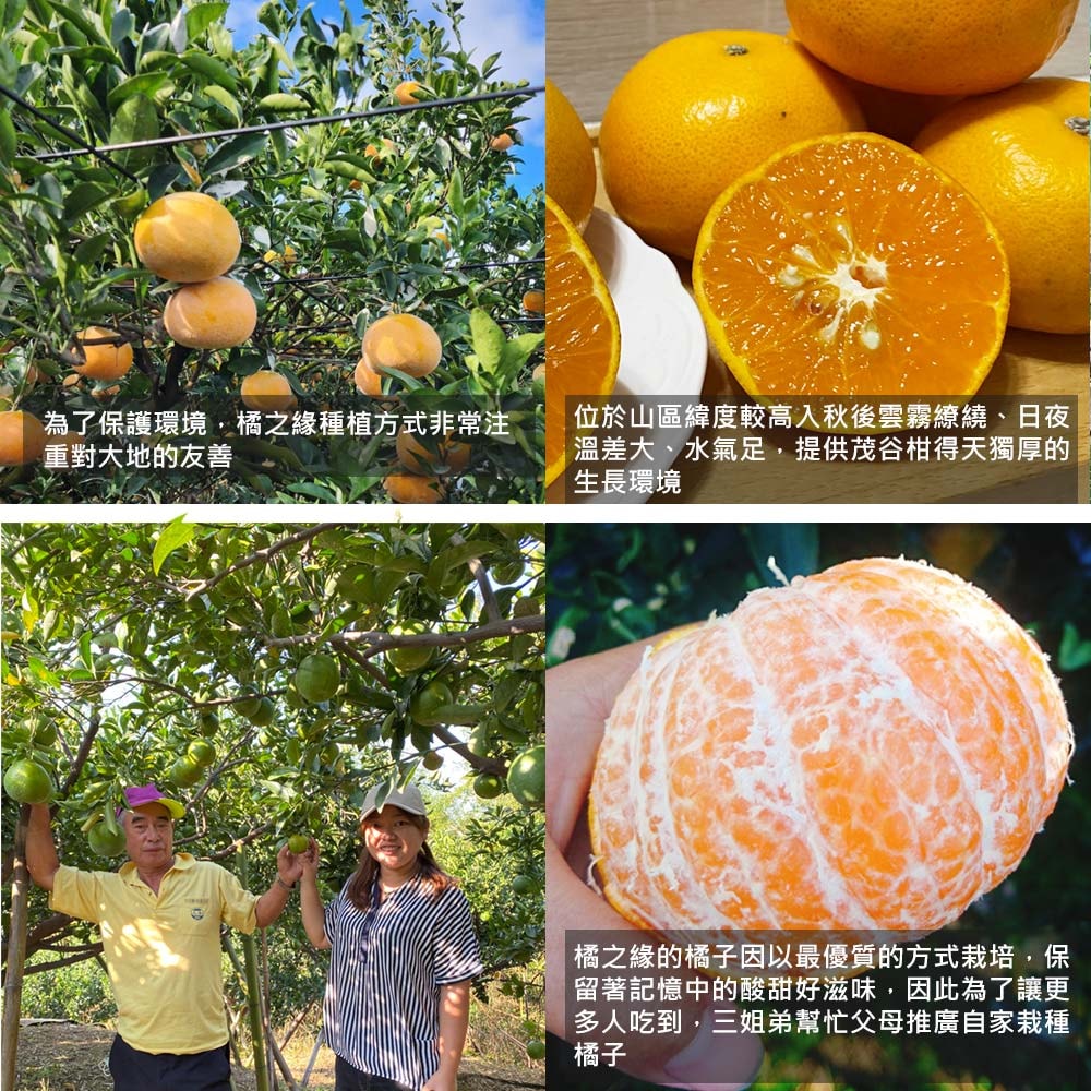 【橘之緣】預購 台中東勢25A茂谷柑5斤x4盒(約15~16顆/盒_產地直送_常溫宅配_橘子)下訂後6個工作天內出貨