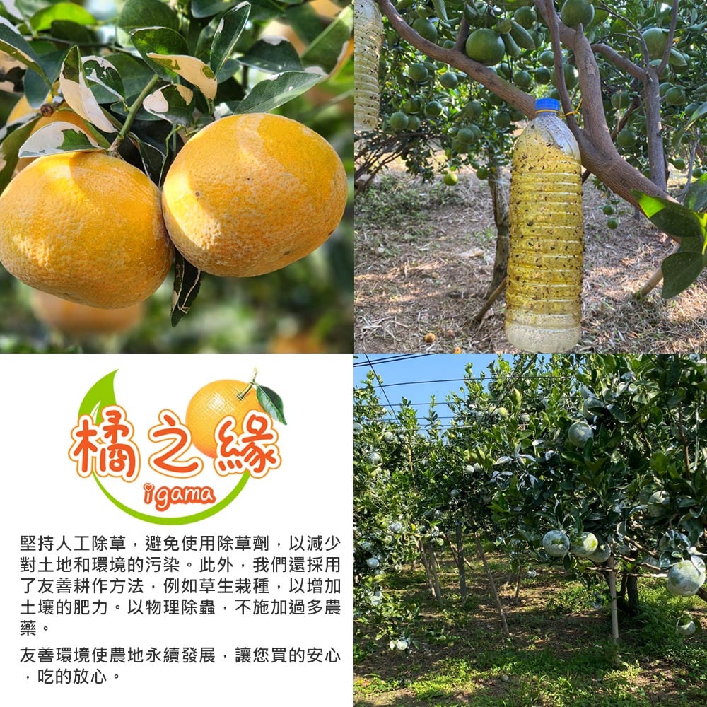【橘之緣】預購 台中東勢25A茂谷柑5斤x4盒(約15~16顆/盒_產地直送_常溫宅配_橘子)下訂後6個工作天內出貨