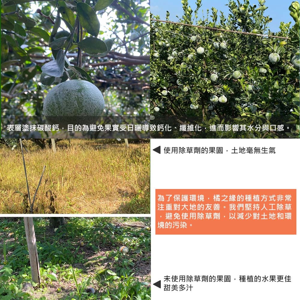 【橘之緣】預購 台中東勢25A茂谷柑5斤x4盒(約15~16顆/盒_產地直送_常溫宅配_橘子)下訂後6個工作天內出貨