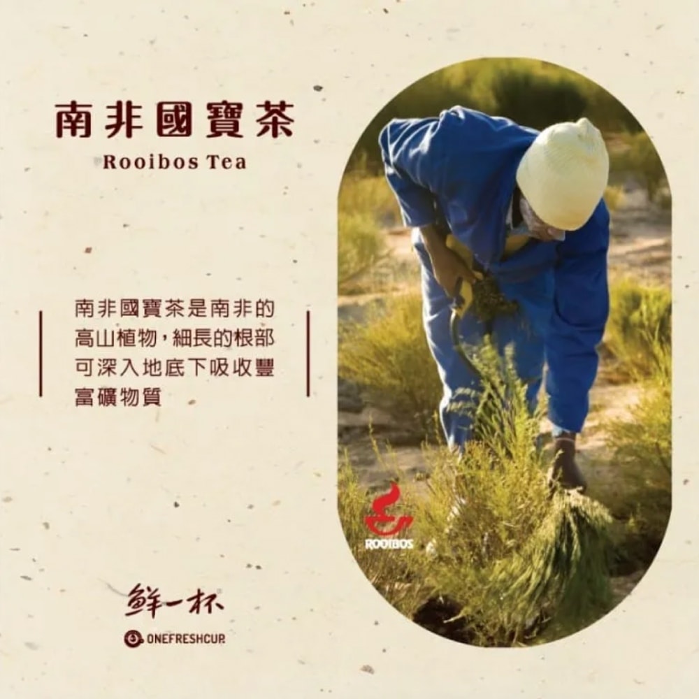 【鮮一杯】南非國寶茶茶包-南非國寶茶原味x4盒(2.5gx50入)