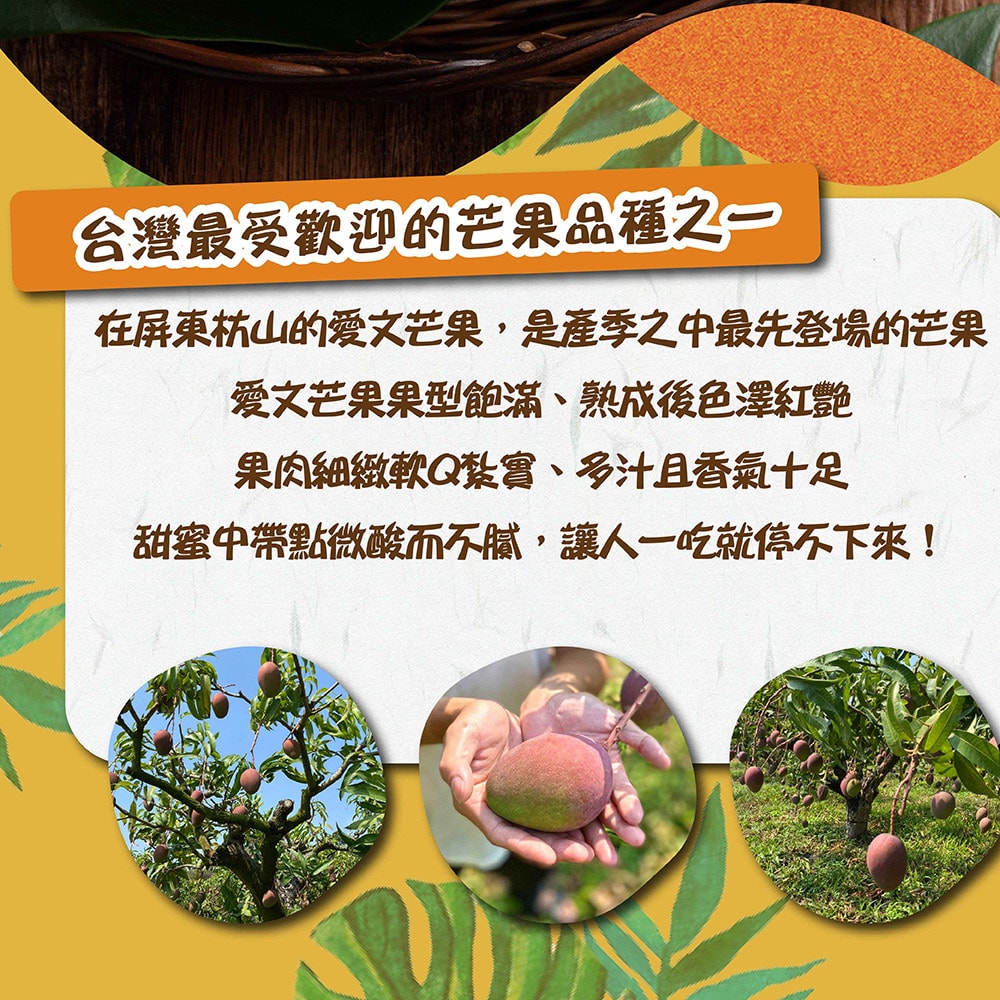【禾鴻】屏東枋山山頂上的愛文芒果10斤x2箱(12-16顆/箱_大果)