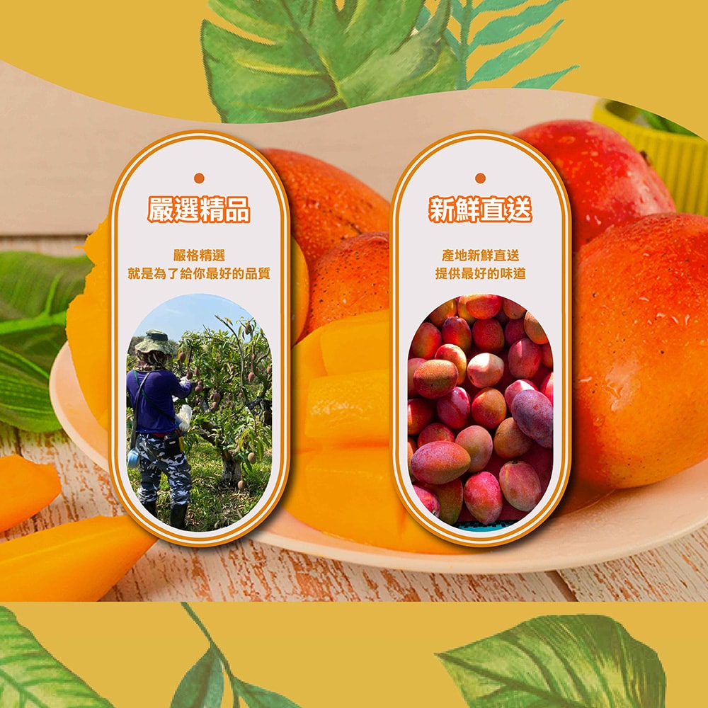 【禾鴻】屏東枋山山頂上的愛文芒果10斤x2箱(12-16顆/箱_大果)