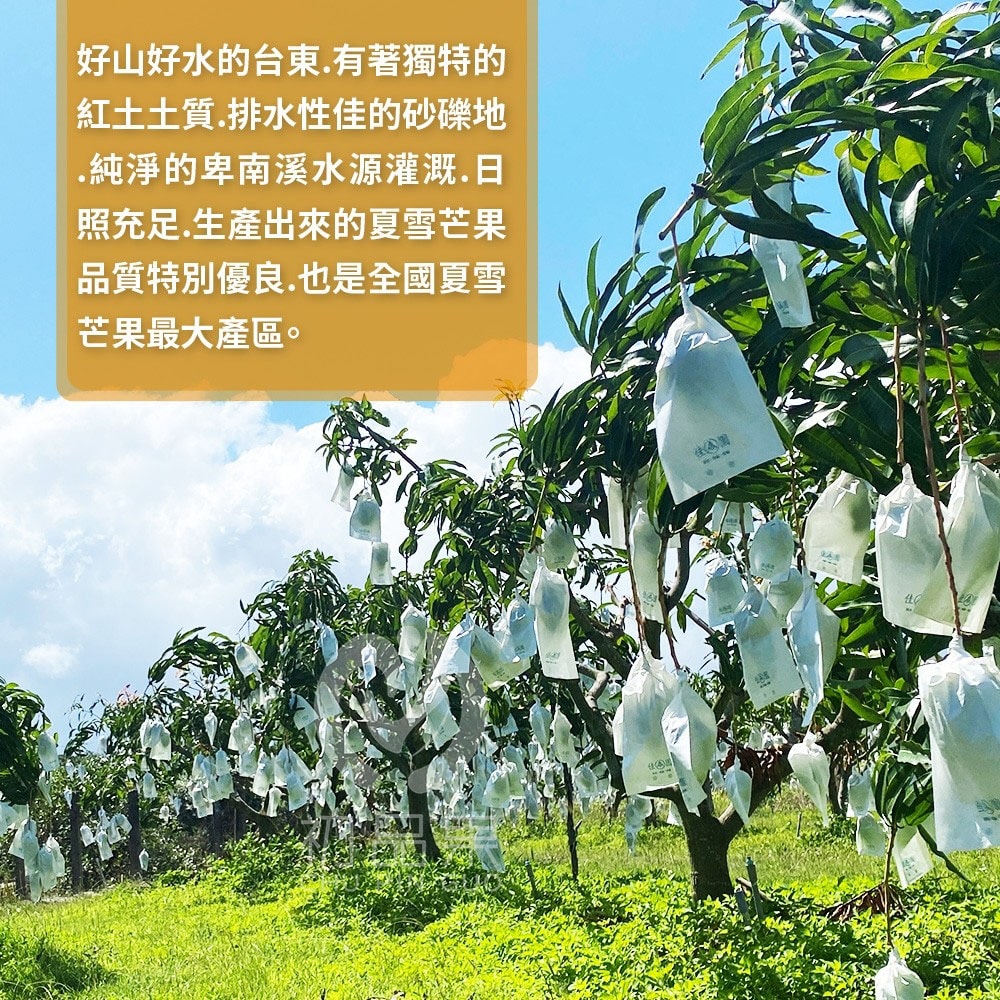 【初品果】(預購)台東夏雪芒果4斤4-8顆x1盒_6/15開始陸續出貨