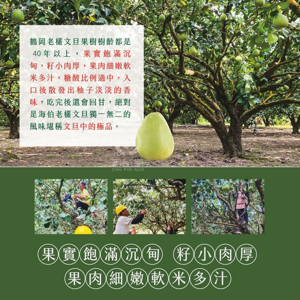 【初品果】【預購】花蓮鶴岡老欉文旦禮盒10斤7-9顆x1箱_8/25起開始出貨