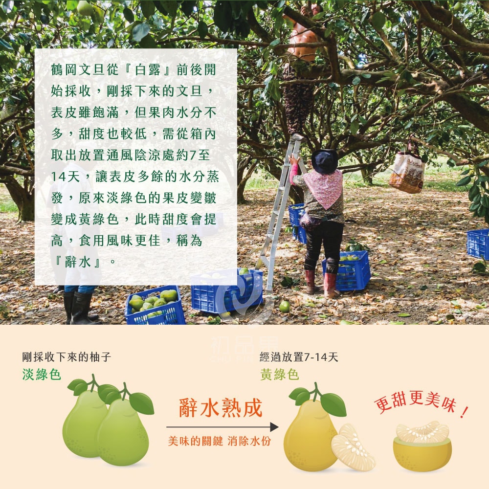 【初品果】【預購】花蓮鶴岡老欉文旦禮盒10斤7-9顆x1箱_8/25起開始出貨