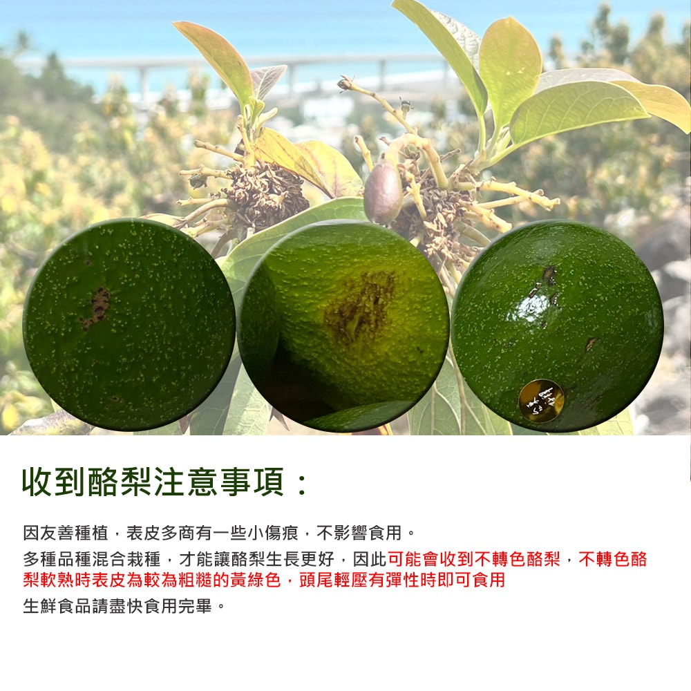 【台東好釋】預購 台東太麻里新鮮酪梨5台斤x1箱(5~9顆/箱_產地直送_友善耕種_禮盒裝)下單後8個工作天出貨