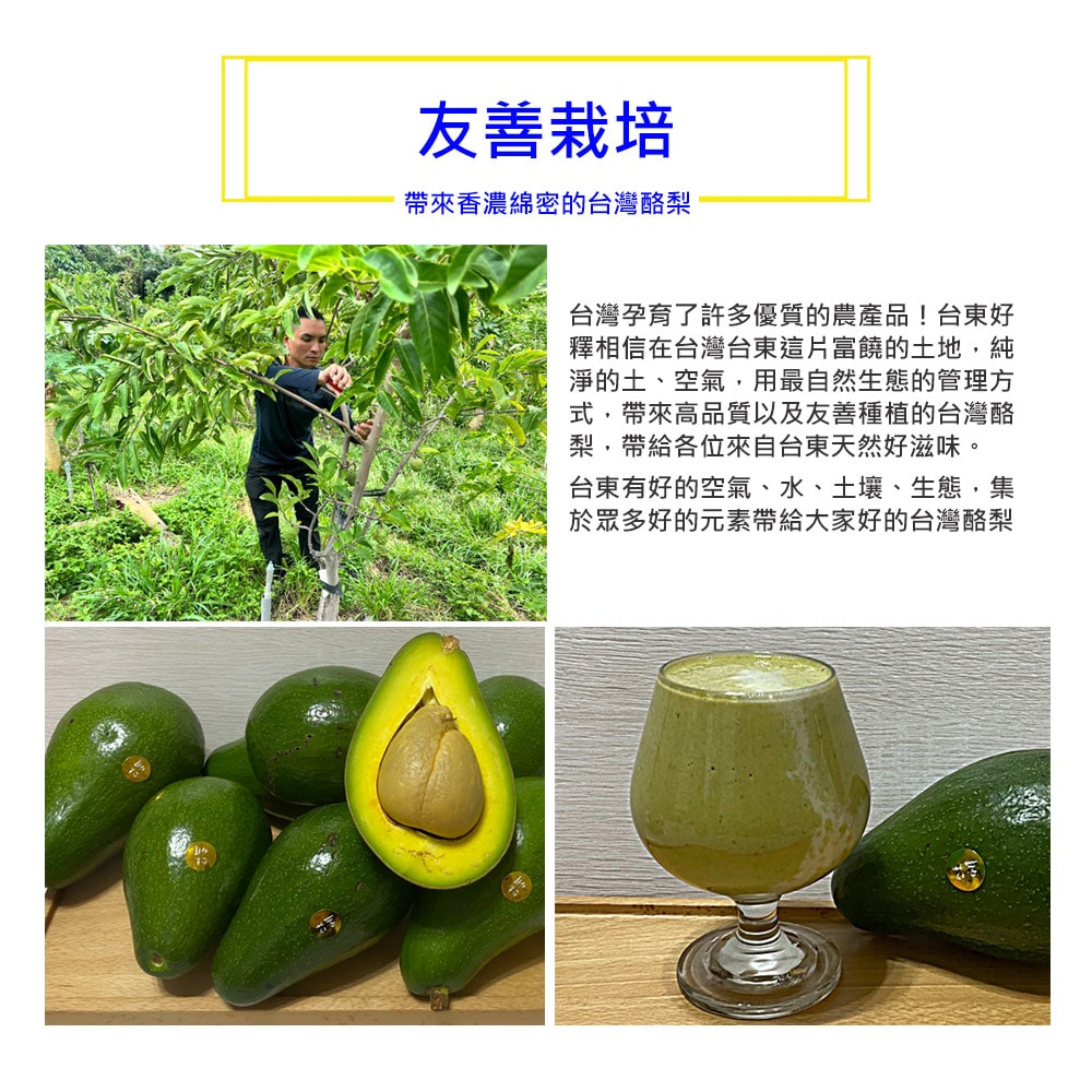 【台東好釋】預購 台東太麻里新鮮酪梨5台斤x1箱(5~9顆/箱_產地直送_友善耕種_禮盒裝)下單後8個工作天出貨
