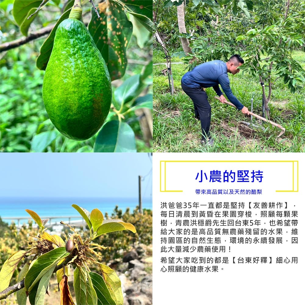 【台東好釋】預購 台東太麻里新鮮酪梨5台斤x1箱(5~9顆/箱_產地直送_友善耕種_禮盒裝)下單後8個工作天出貨