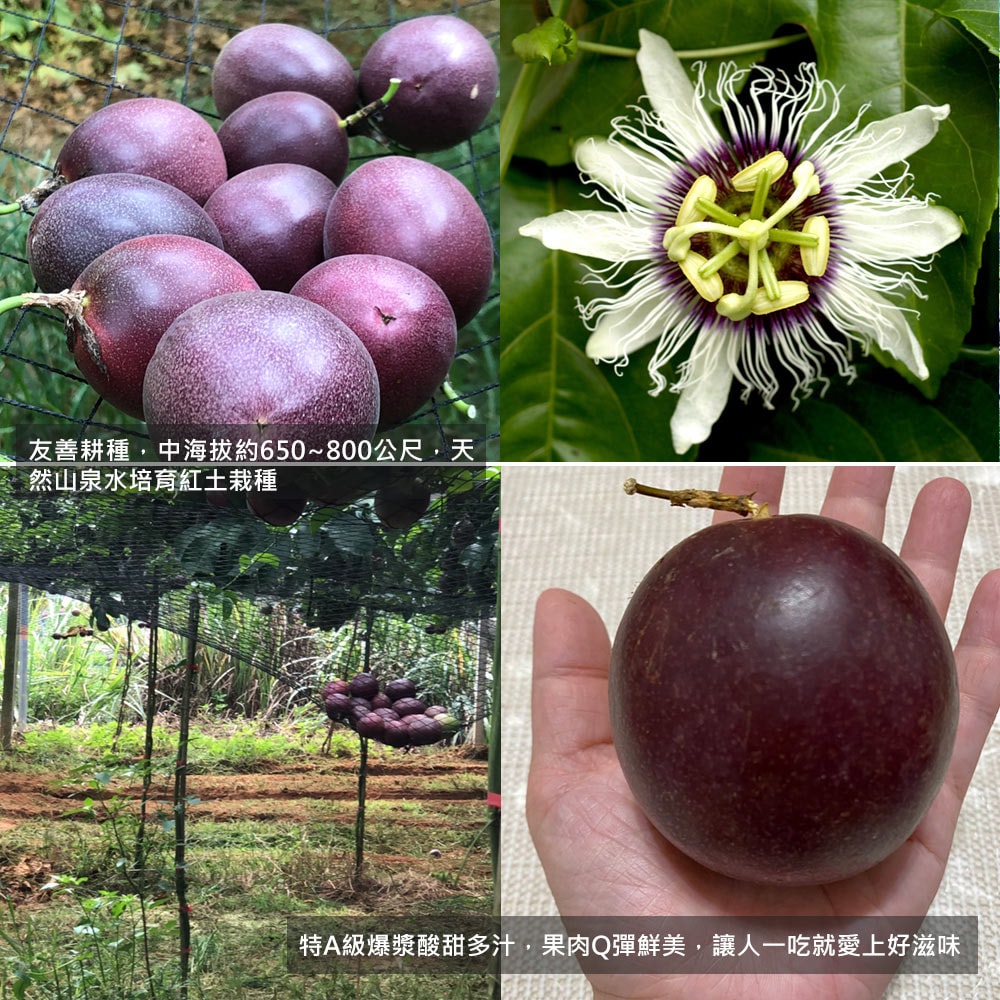 【優質嚴選】南投埔里大坪頂直送 特級台農1號百香果5台斤x4箱(產地直送_友善耕種)，下訂後15個工作天內出貨