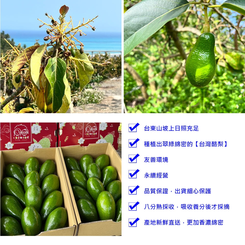 【台東好釋】預購 台東太麻里新鮮酪梨5台斤x1箱(5~9顆/箱_產地直送_友善耕種_禮盒裝)下單後8個工作天出貨