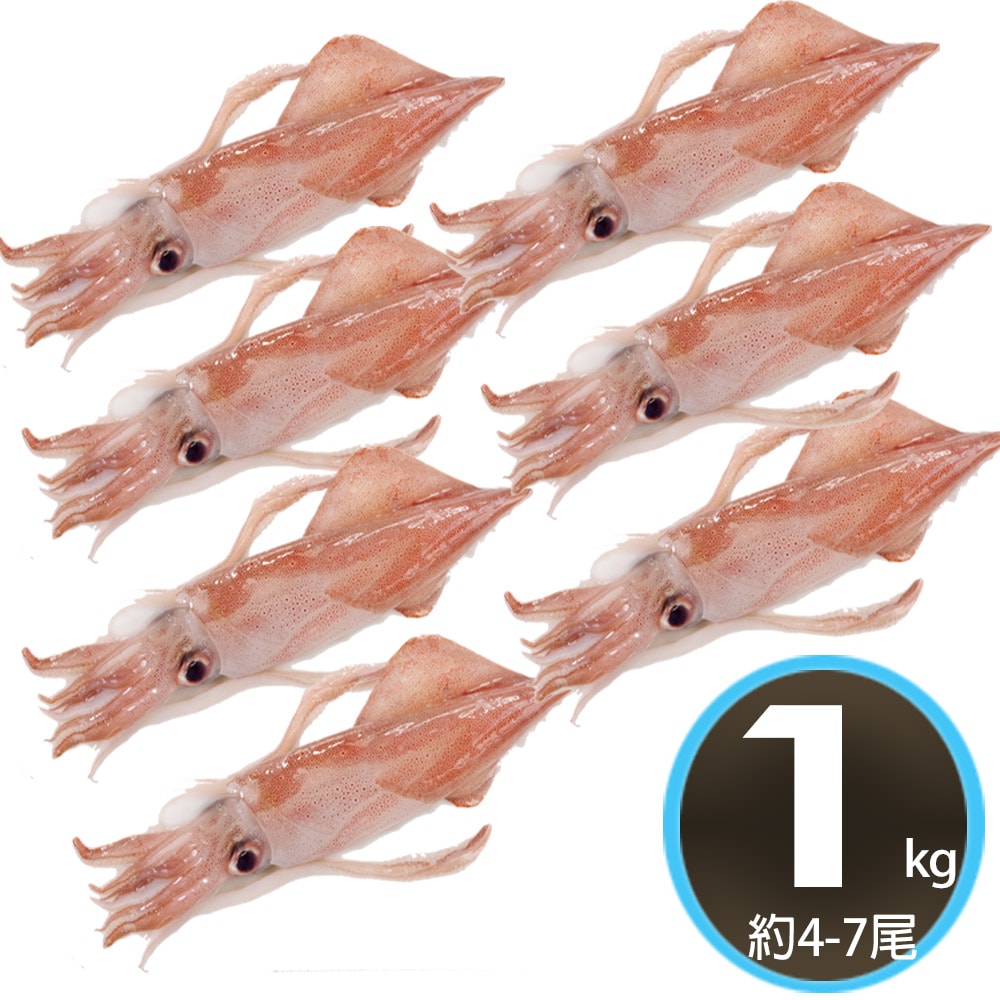 【華得水產】台灣現撈透抽1公斤組(約4-7尾)