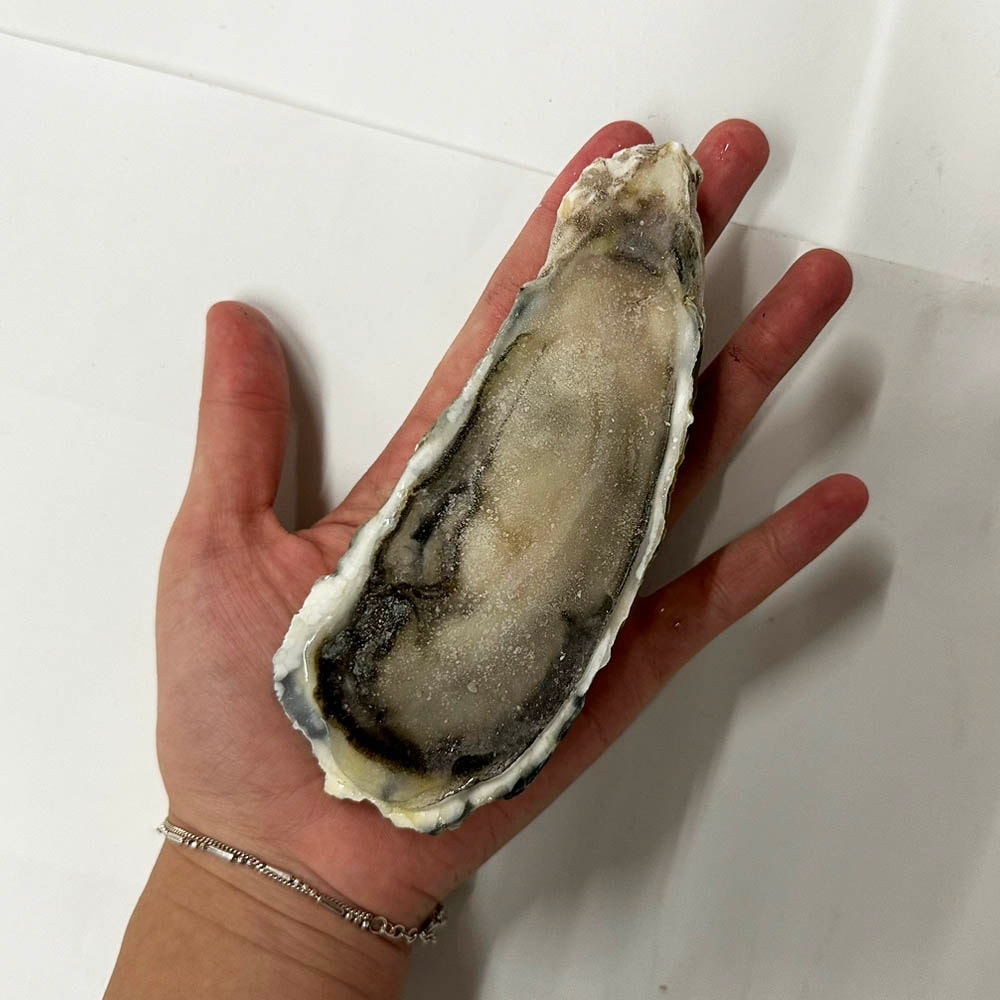 【五朝港水產】韓國半殼大生蠔 15公分 超澎拜30顆送15顆