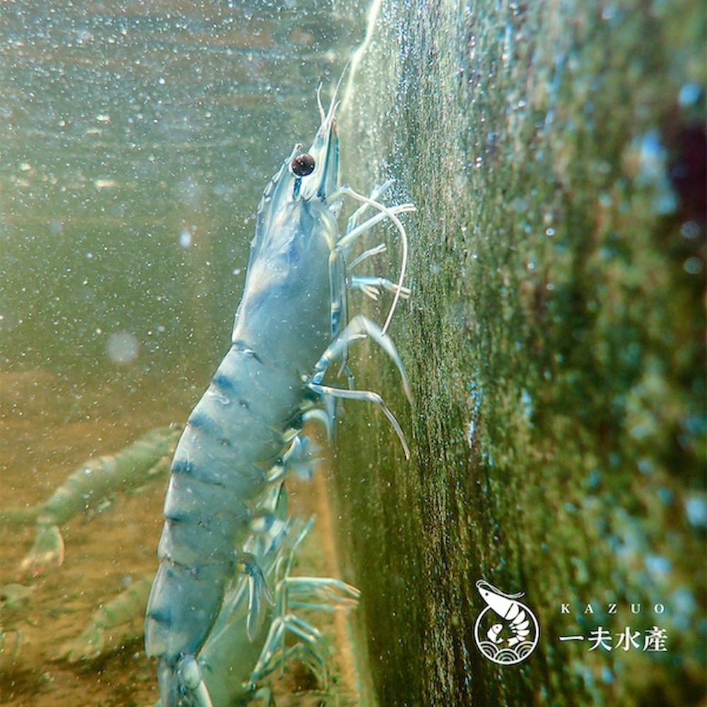 【一夫水產】藍寶石草蝦(L)-4入組(200g/7-10尾/入)