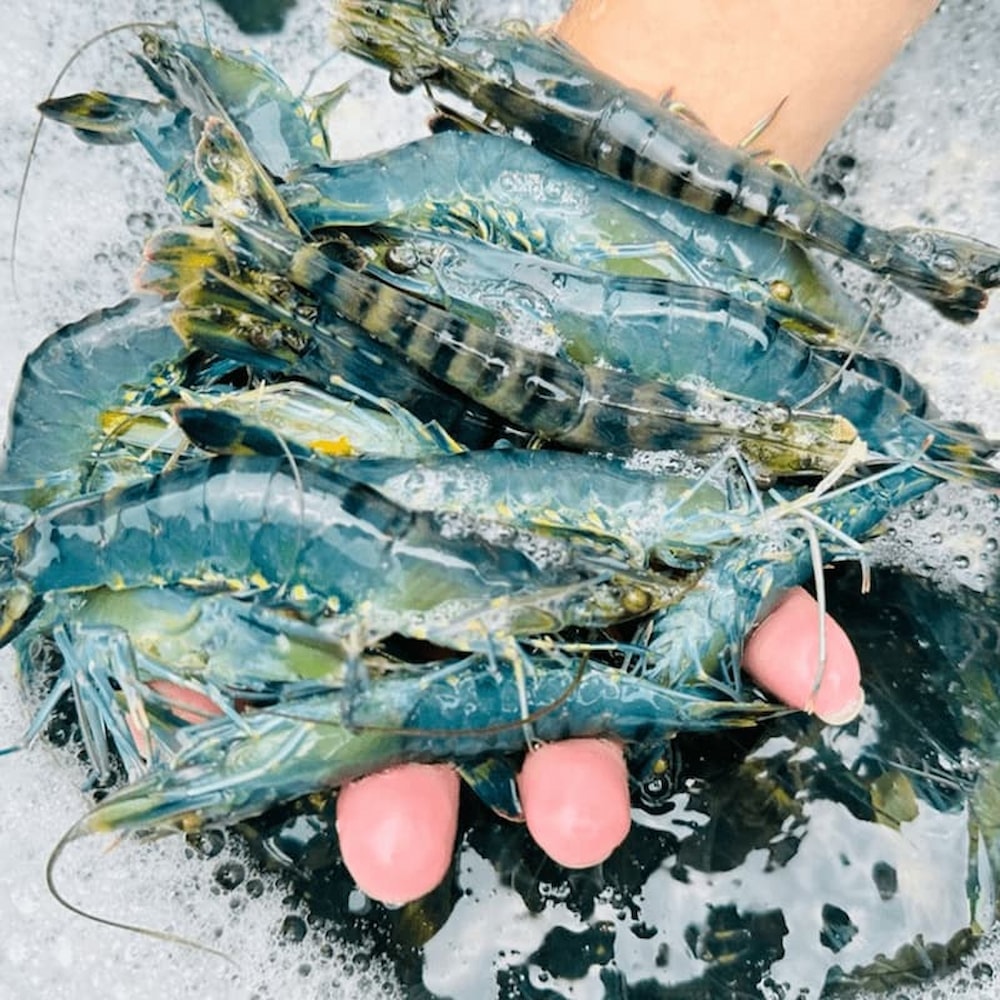 【一夫水產】藍寶石草蝦(L)-4入組(200g/7-10尾/入)