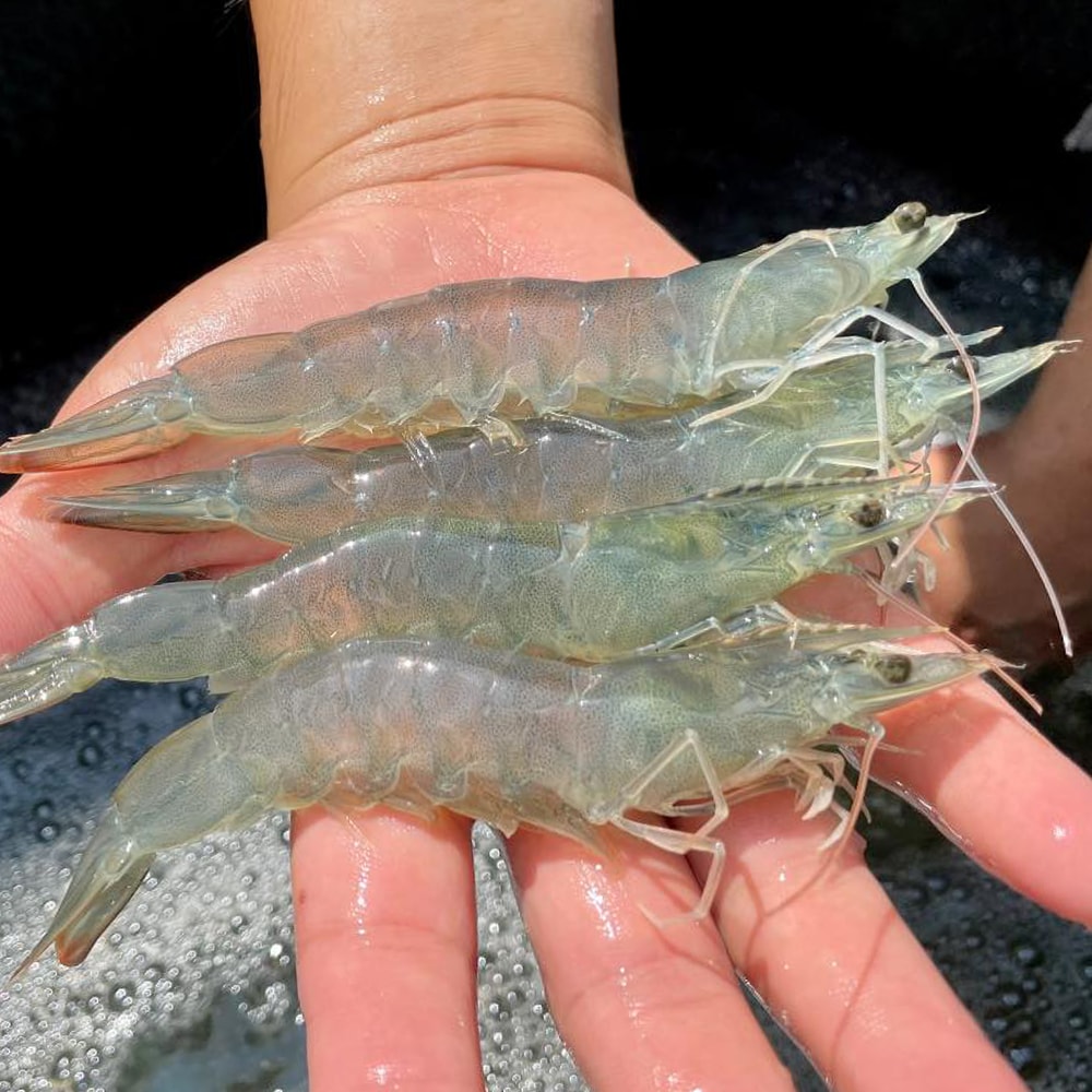 【一夫水產】海水晶晶蝦仁(小小)－10入組（100g/20-23顆/入）