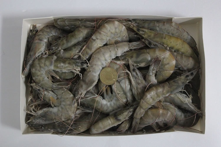 【披薩市】(十二盒)南美進口活凍白蝦《偏大隻高級品》800公克/盒(29-30隻)