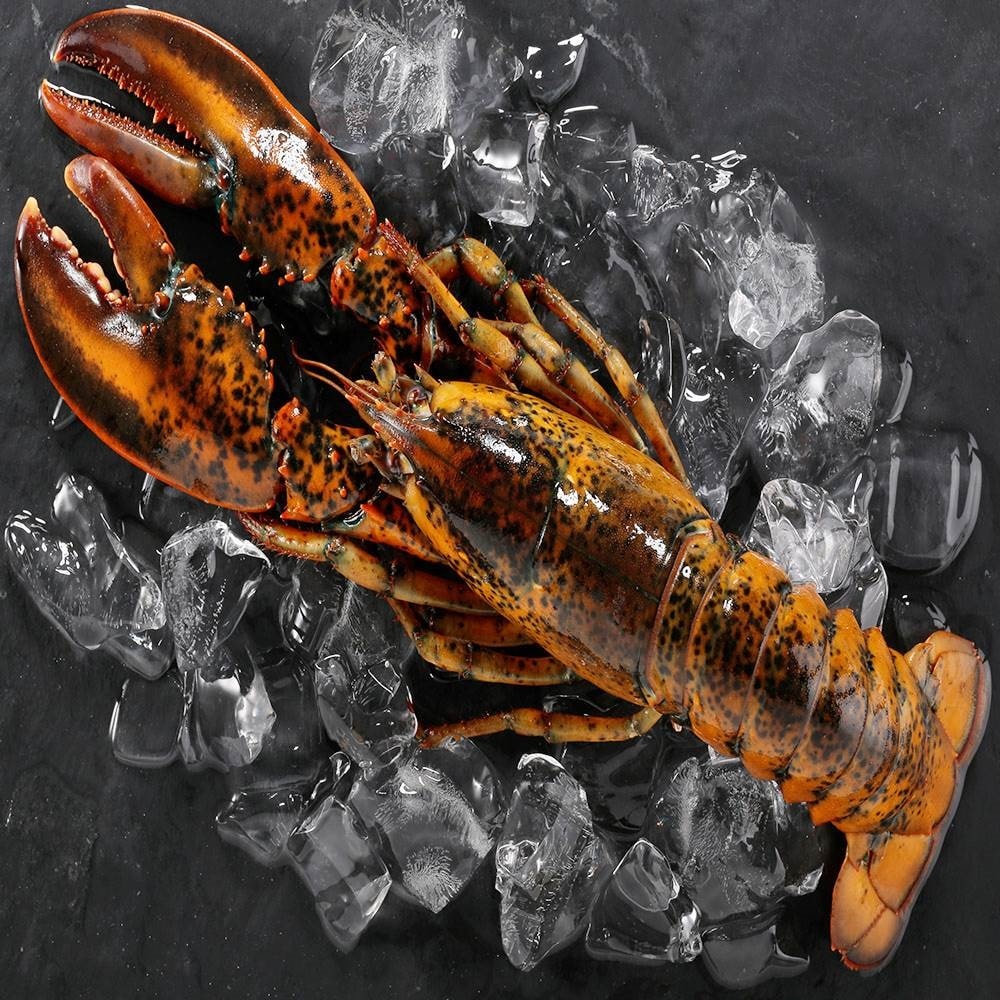 【華得水產】活凍特大波士頓龍蝦4尾(700-750g/尾)