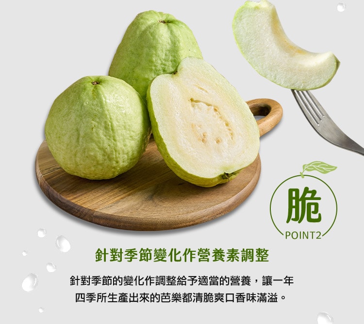 【鮮食堂】X【匯通果菜合作社】高雄燕巢番石榴/珍珠芭樂x2箱(約6~8顆/5斤裝/箱_常溫)產銷履歷 預購 下單後約14個工作天左右出貨