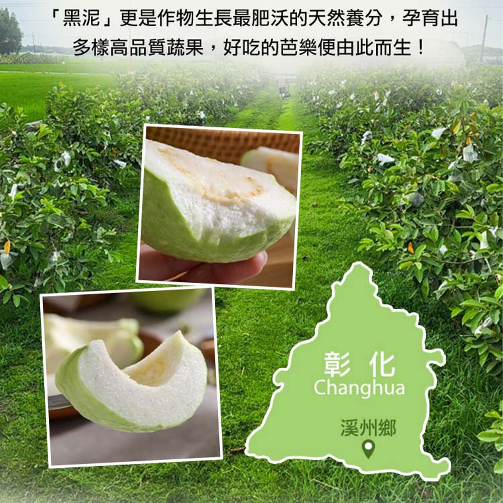 【愛上新鮮】溪州帝王芭樂x1箱(約8~10顆/5台斤/箱_冷藏) 產地直送 預購 下單後約14個工作天左右出貨