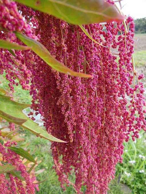 【屏東縣農會】紅藜紅豆粥-250g-6入-收縮膜組 (2組)