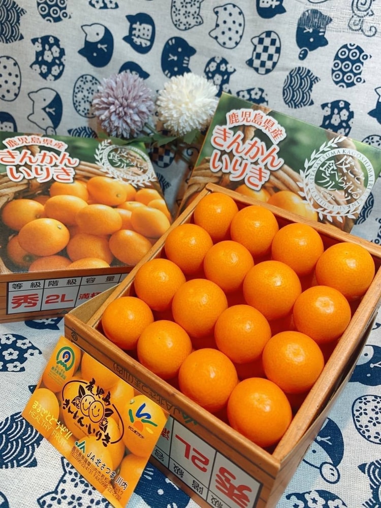 【帕查嬤嬤】🇯🇵日本 鹿兒島 排排站 金桔🍊|日本金桔禮盒
