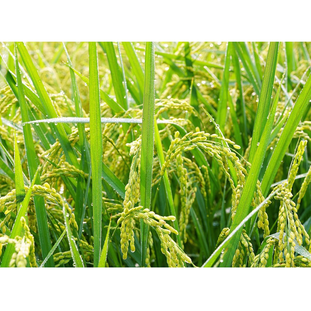 【西螺農會】獻納芋香米-2kg-包 (2包組)